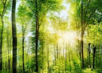 Wald Panorama mit Sonnenstrahlen