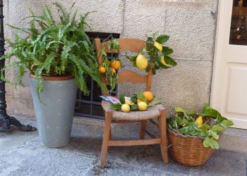Indigourlaub_Son-Manera-Retreat-Finca-Image-9