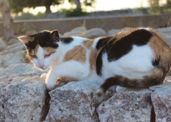 Indigourlaub_Son-Manera-Retreat-Finca-Katze