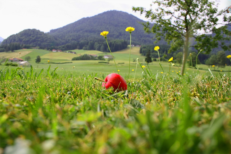 Vital- und Aktivzeit im Frühsommer